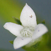 タマザキフタバムグラの花