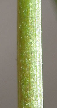 タマザキフタバムグラ茎