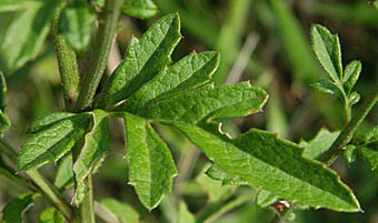 タムラソウの葉