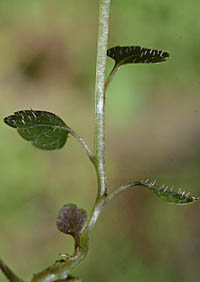 タニギキョウの茎の下部