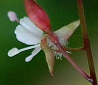 タニタデの花