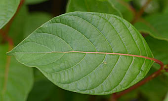タニワタリノキの葉