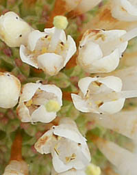 タニワタリノキの花