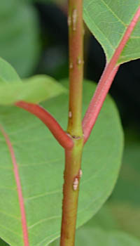 タニワタリノキの茎
