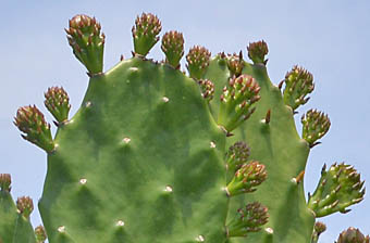 タンシウチワ Opuntia monacantha サボテン科 Cactaceae ウチワ 