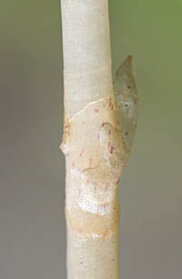 タシロランの鞘状の葉