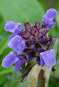 タテヤマウツボグサの花