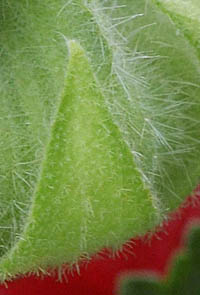 タチアオイの苞葉と萼の星状毛