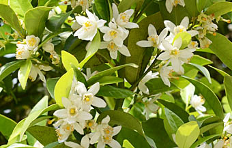 タチバナ Citrus tachibana ミカン科 Rutaceae ミカン属 三河の植物観察