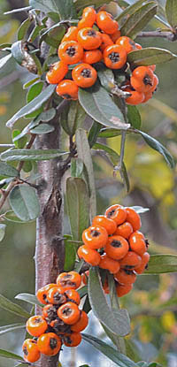 タチバナモドキの果実
