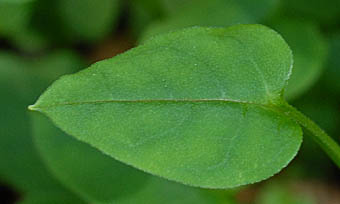 タチカメバソウ葉