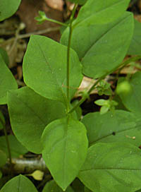 タチカメバソウの茎と葉