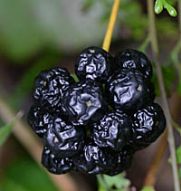 タチシオデの熟した黒色の果実