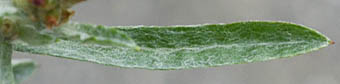 タチチチコグサ茎葉表