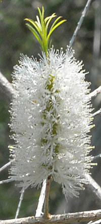 ティーツリー Melaleuca Alternifolia フトモモ科 Myrtaceae コバノブラシノキ属 三河の植物観察