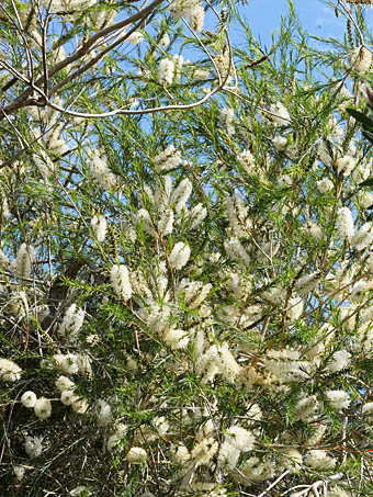 ティーツリー Melaleuca Alternifolia フトモモ科 Myrtaceae コバノブラシノキ属 三河の植物観察