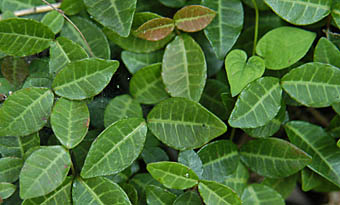 テイカカズラ地を這う蔓の葉