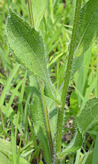 テンニンギク茎と葉