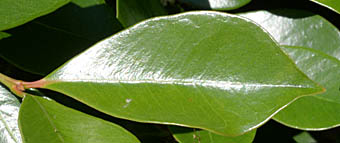 テリハバンジロウの葉表