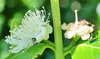テリハバンジロウ Bryophyllum Delagoense フトモモ科 Myrtaceae バンジロウ属 三河の植物観察