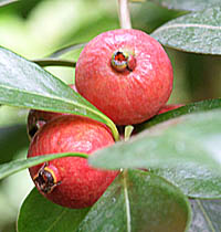 テリハバンジロウの果実