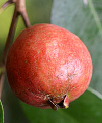 テリハバンジロウの果実2