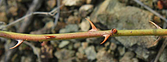 テリハノイバラ茎と刺