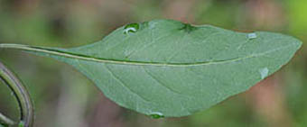 テリミノイヌホオズキの葉
