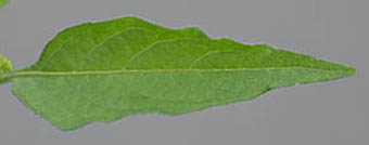 テリミノイヌホオズキの葉2