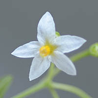 テリミノイヌホオズキ（垂れ実型・種子淡褐色）の花