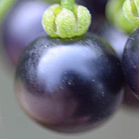 テリミノイヌホオズキ垂れ実型・種子淡褐色果実の光沢