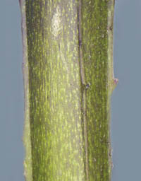 テリミノイヌホオズキ茎