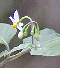 テリミノイヌホオズキ蕾の花序