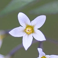 テリミノイヌホオズキ（垂れ実型・種子白色）の花