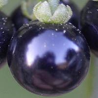 テリミノイヌホオズキ垂れ実型・種子白色果実の光沢