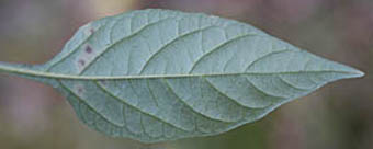 テリミノイヌホオズキ垂れ実・種子白色の葉裏