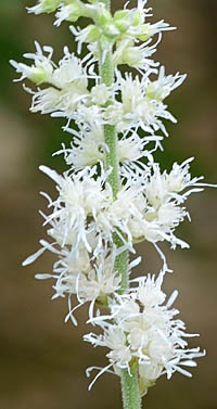 チダケサシの白花花序