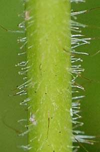 チダケサシの茎