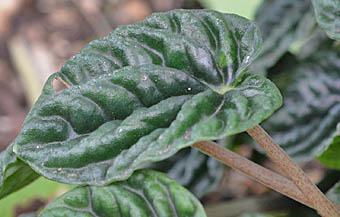 チヂミバシマアオイソウの葉と葉柄