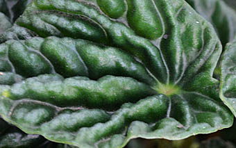 チヂミバシマアオイソウの葉の表面