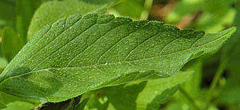 チシマオドリコソウ葉