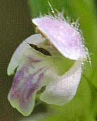 チシマオドリコソウの花2
