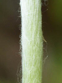 チチコグサ茎