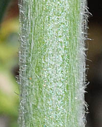 チチコグサモドキの茎