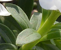 トキワマガリバナの葉