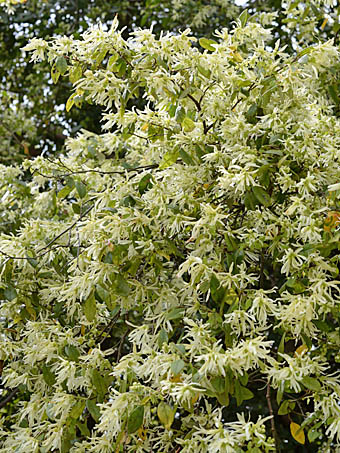 トキワマンサク Loropetalum Chinense Var Chinense マンサク科 Hamamelidaceae トキワマンサク属 三河の植物観察