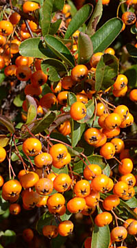 トキワサンザシ 橙色 Pyracantha Coccinea バラ科 Rosaceae トキワサンザシ属 三河の植物観察