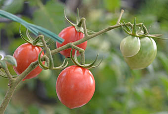 トマトの果実2