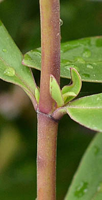 トラノオノキの茎