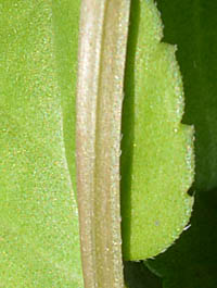 トレニア・カタリーナ茎